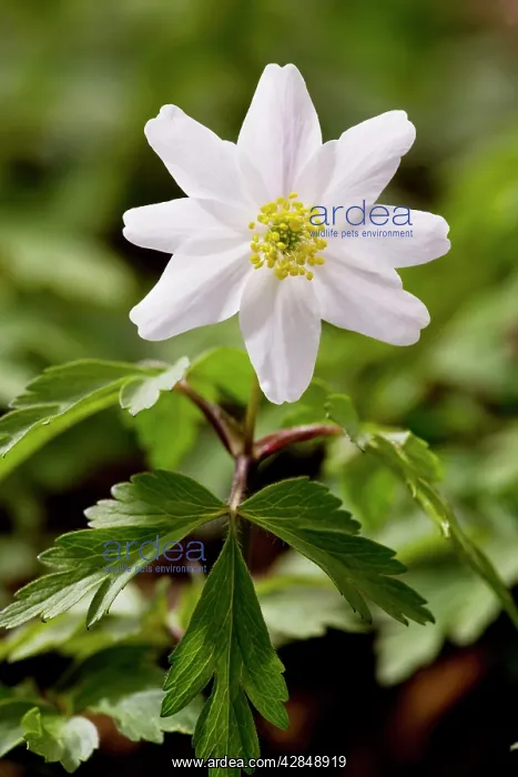 : Wood Anemones - in flower in spring in ancient : Wood Anemones - in flower in spring in ancient
