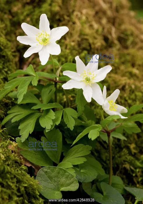 : Wood Anemones - in flower in spring in ancient : Wood Anemones - in flower in spring in ancient