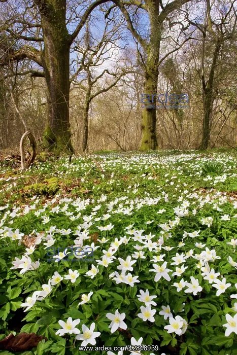 : Wood Anemones - in flower in spring in ancient : Wood Anemones - in flower in spring in ancient