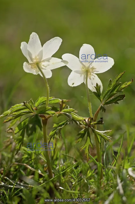  : Wood Anemones against the light in spring