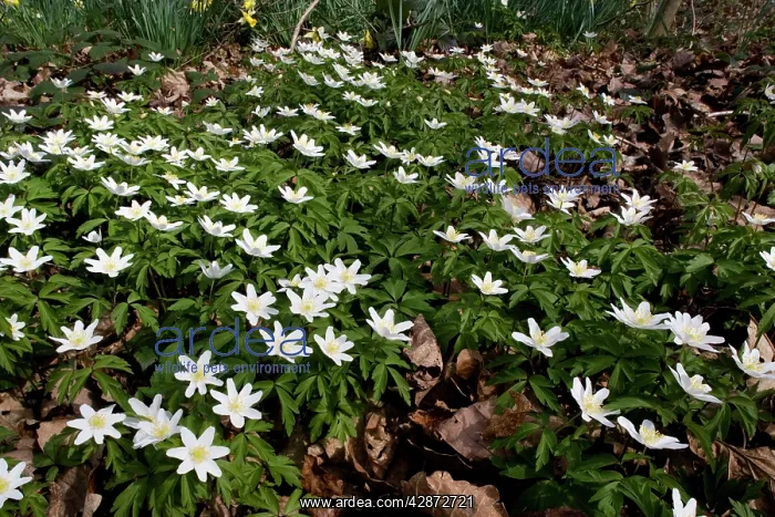 : Wood Anemones - in old woodland : Wood Anemones - in old woodland