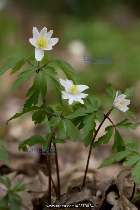 : Wood Anemones - in old woodland : Wood Anemones - in old woodland