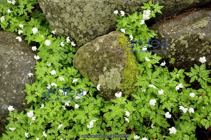 : Wood anemones amongst stones : Wood anemones amongst stones