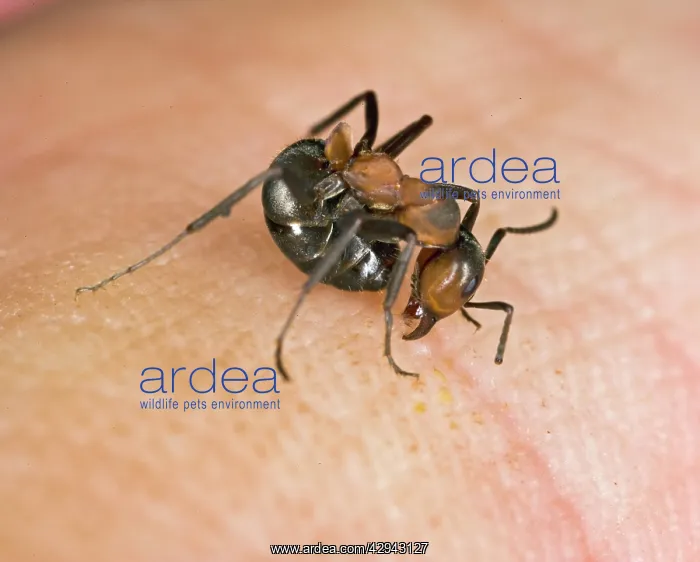 : Wood ant bites & deposits formic acid on human : Wood ant bites & deposits formic acid on human