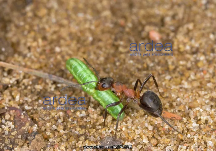 : Wood ant carrying caterpillar : Wood ant carrying caterpillar