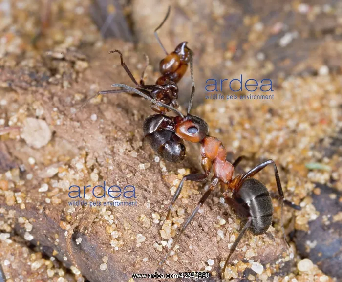 : Wood ant carrying dead ant : Wood ant carrying dead ant