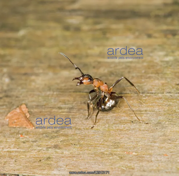 : Wood ant defence posture : Wood ant defence posture
