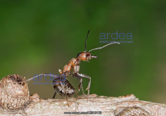 : Wood ant defence posture : Wood ant defence posture