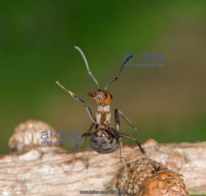 : Wood ant defence posture : Wood ant defence posture