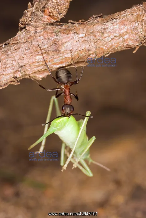: Wood ant moving dead cricket : Wood ant moving dead cricket