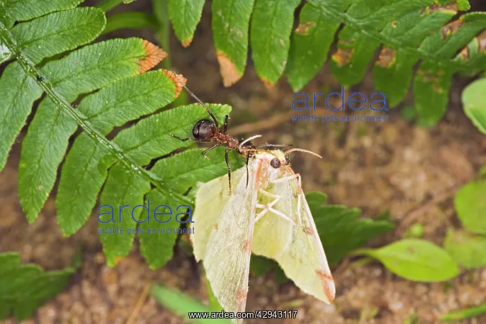 : Wood ant moving dead moth : Wood ant moving dead moth