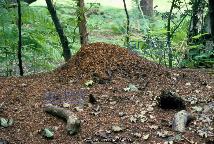 : Wood Ant - nest / anthill : Wood Ant - nest / anthill
