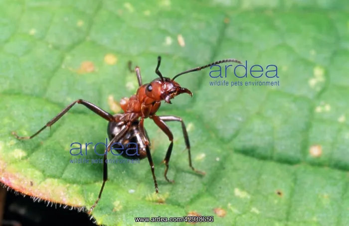 : Wood ANT - single, aggressive posture : Wood ANT - single, aggressive posture