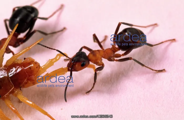 : Wood ANT - single, pulling leg of centipede : Wood ANT - single, pulling leg of centipede