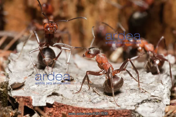 : Wood Ant - soldier ants in the defence position : Wood Ant - soldier ants in the defence position