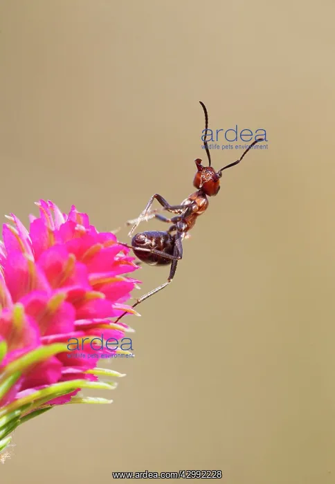 : Wood Ant - in threat position on Larch : Wood Ant - in threat position on Larch
