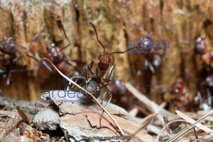 : Wood Ant - transporting building material for nest : Wood Ant - transporting building material for nest