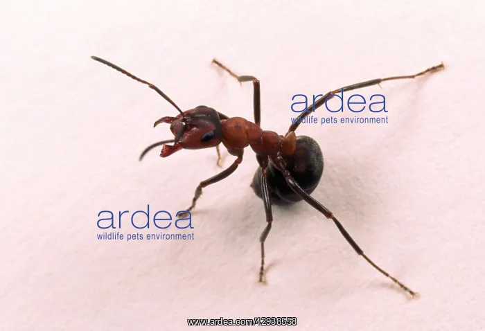 : Wood ANTS - aggressive posture : Wood ANTS - aggressive posture