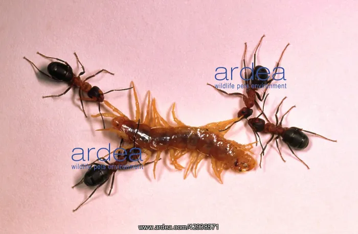 : Wood ANTS - attacking centipede : Wood ANTS - attacking centipede