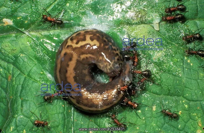: Wood ANTS - attacking slug and getting covered in slime : Wood ANTS - attacking slug and getting covered in slime