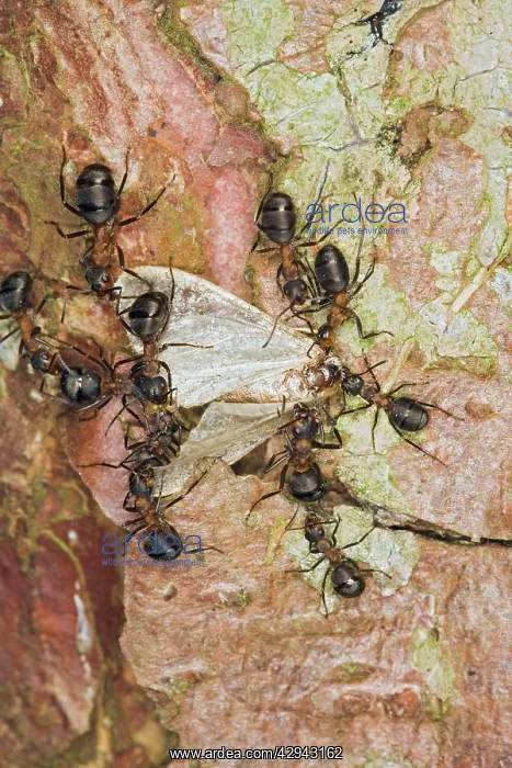 : Wood ants move dead moth : Wood ants move dead moth