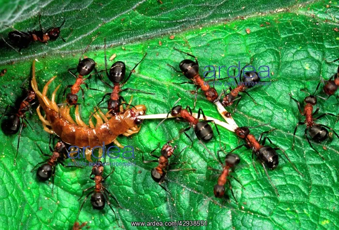 : Wood ANTS - dismembering a centipede : Wood ANTS - dismembering a centipede