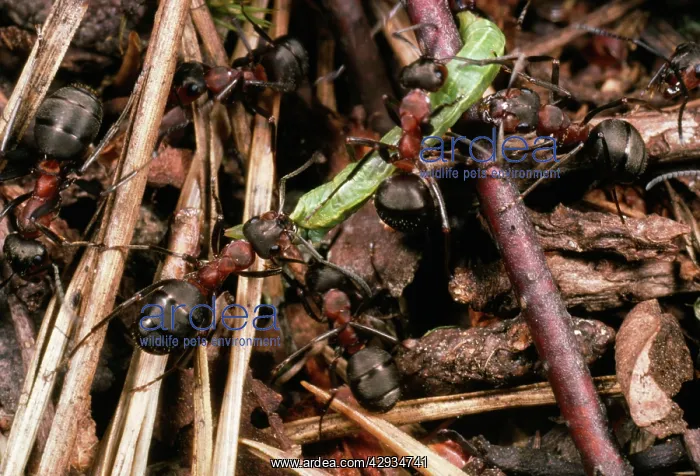 : Wood Ants - Dragging prey : Wood Ants - Dragging prey