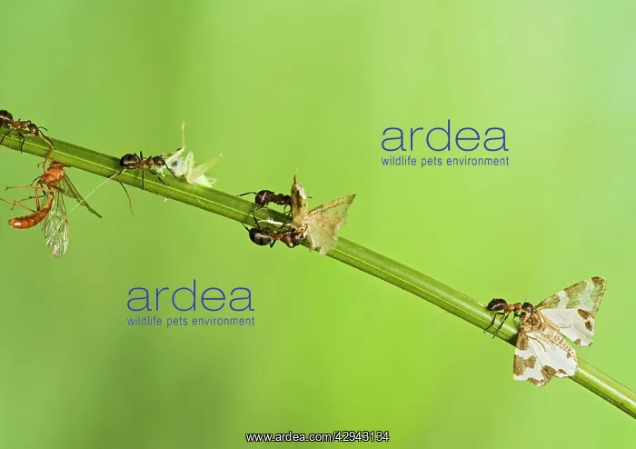 : Wood ants E carry dead insects (cricket, moth : Wood ants E carry dead insects (cricket, moth