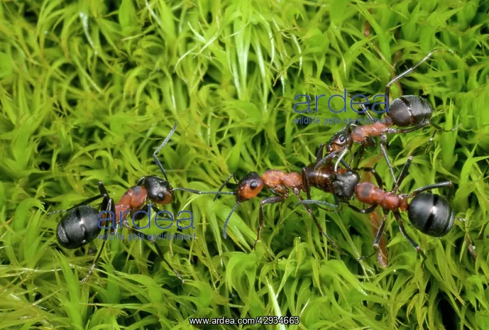 : Wood Ants - fighting : Wood Ants - fighting