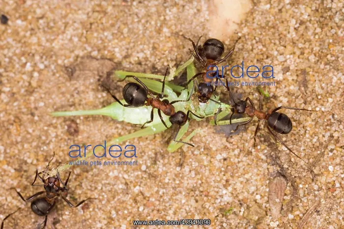 : Wood ants moving dead cricket : Wood ants moving dead cricket