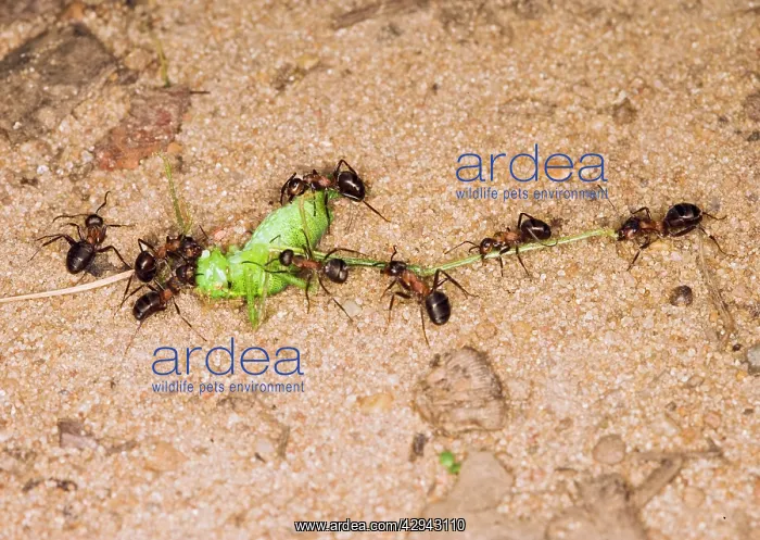 : Wood ants moving dead cricket : Wood ants moving dead cricket