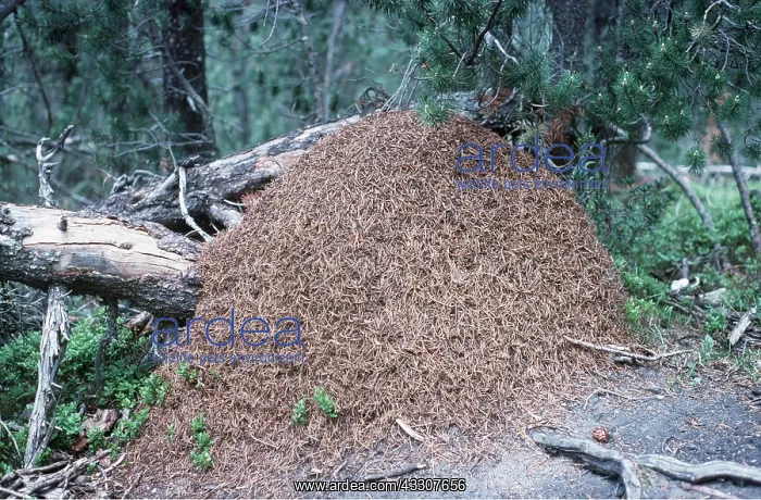 : WOOD ANTS - nest : WOOD ANTS - nest