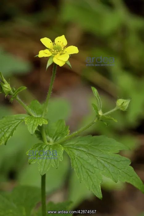 : Wood avens or herb bennet : Wood avens or herb bennet