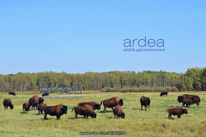 : Wood Bison : Wood Bison