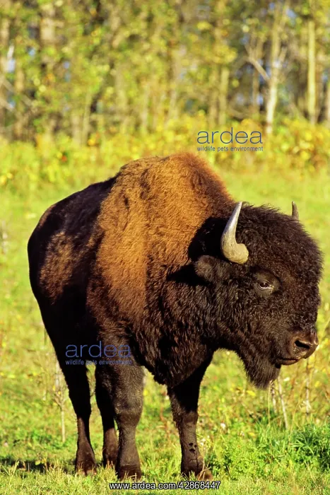 : Wood Bison - bull : Wood Bison - bull