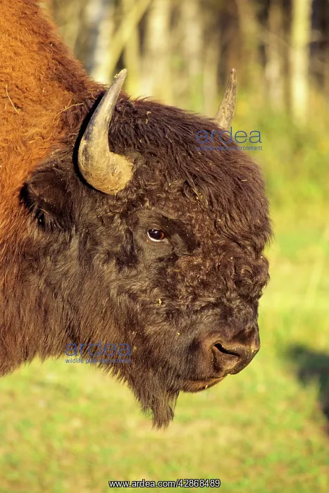 : Wood bison - bull : Wood bison - bull