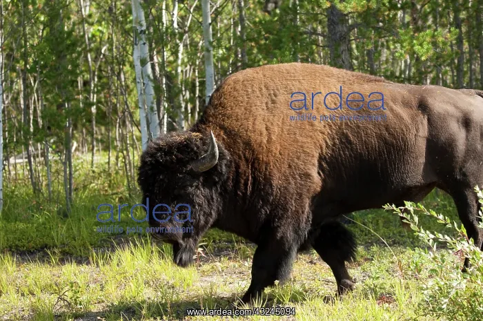 : Wood Bison, Wood Buffalo National Park : Wood Bison, Wood Buffalo National Park