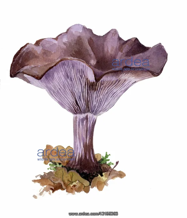 : Wood Blewit mushroom : Wood Blewit mushroom