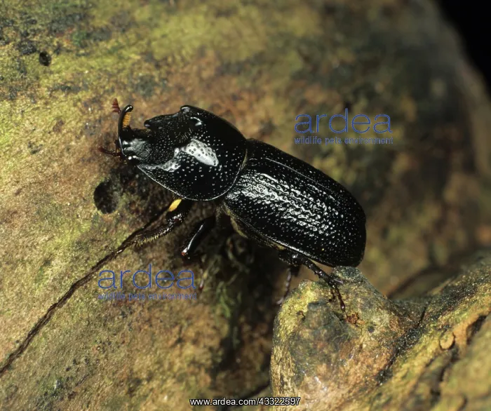 : Wood boring beetle : Wood boring beetle