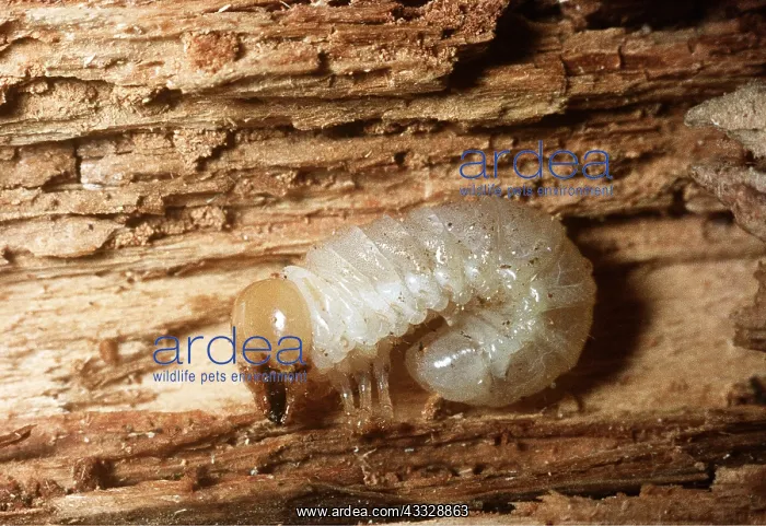 : WOOD BORING BEETLE : WOOD BORING BEETLE