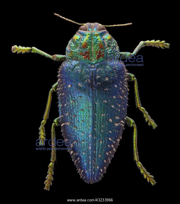 : Wood Boring Beetle, Polybothris sumptuosa gemma : Wood Boring Beetle, Polybothris sumptuosa gemma