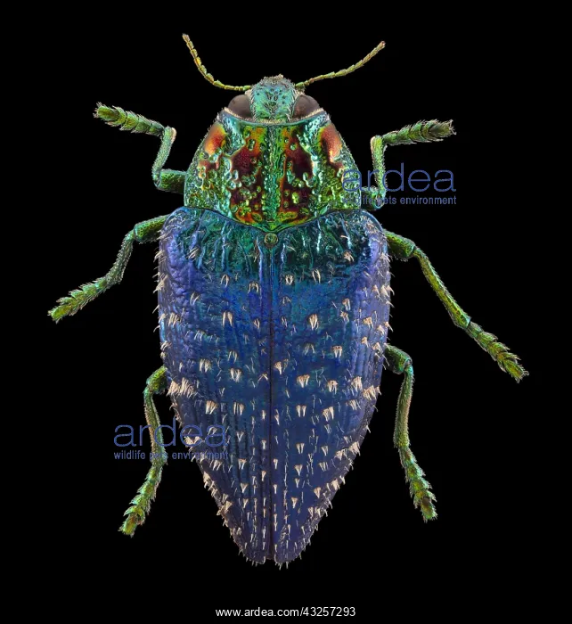 : Wood Boring Beetle, Polybothris sumptuosa gemma : Wood Boring Beetle, Polybothris sumptuosa gemma