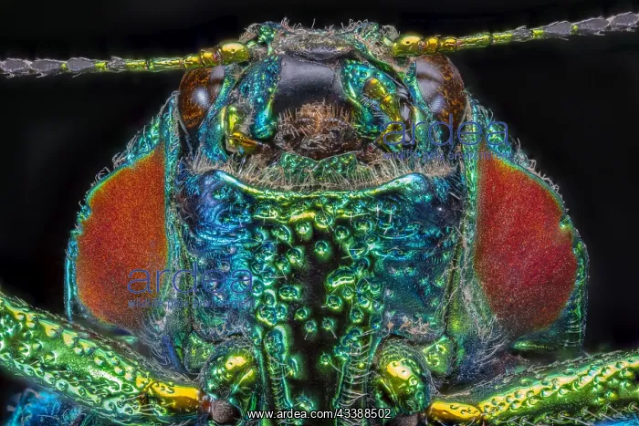 : Wood Boring Beetle (Polybothris sumptuosa gemma) : Wood Boring Beetle (Polybothris sumptuosa gemma)