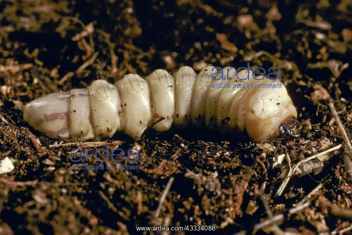 : Wood Boring Grubs : Wood Boring Grubs