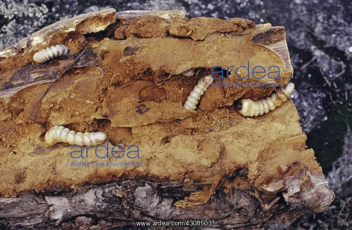 : Wood boring grubs, Australia : Wood boring grubs, Australia