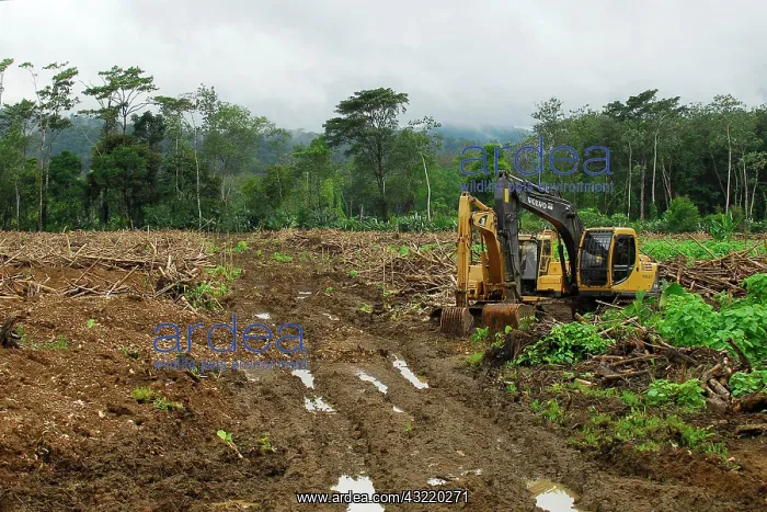 : Wood clearing, Palmar Norte, Puntarenas, Costa Rica : Wood clearing, Palmar Norte, Puntarenas, Costa Rica