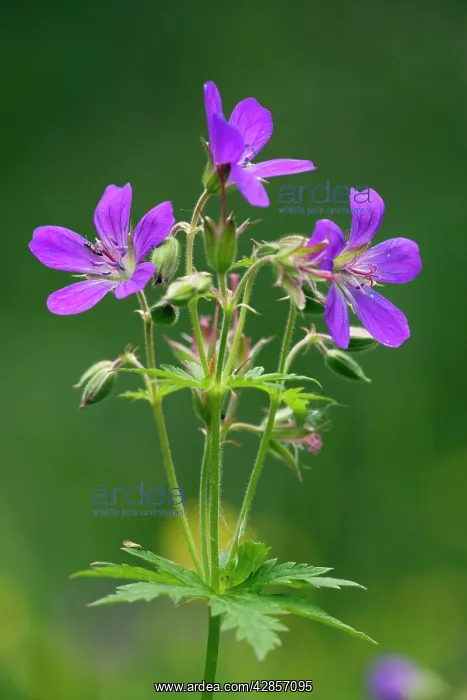 : Wood cranesbill : Wood cranesbill