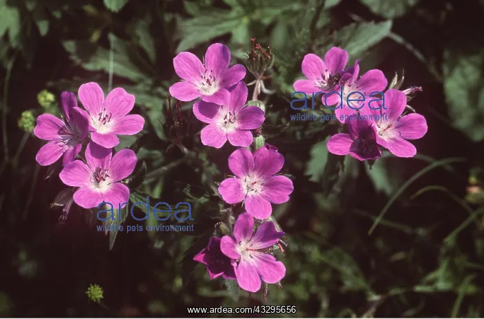 : WOOD CRANESBILL : WOOD CRANESBILL