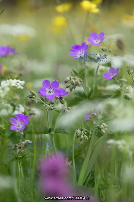 : Wood Cranesbill - Muker - Yorkshire Dales - UK : Wood Cranesbill - Muker - Yorkshire Dales - UK