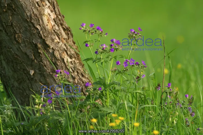 : Wood Cranesbill / Woodland Geranium - flowering : Wood Cranesbill / Woodland Geranium - flowering